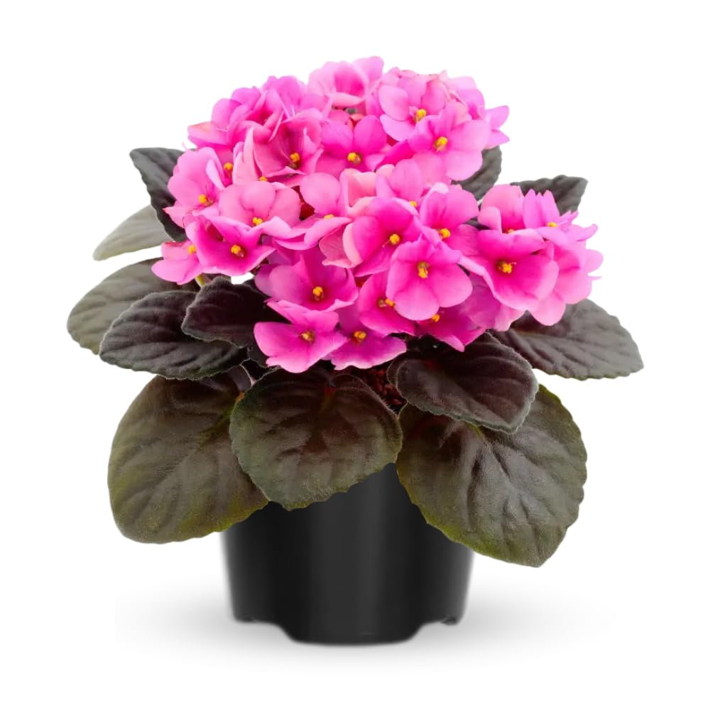African Violet Plant, Pink African Violets Live Plants, 4 to 6 Inc Tall
