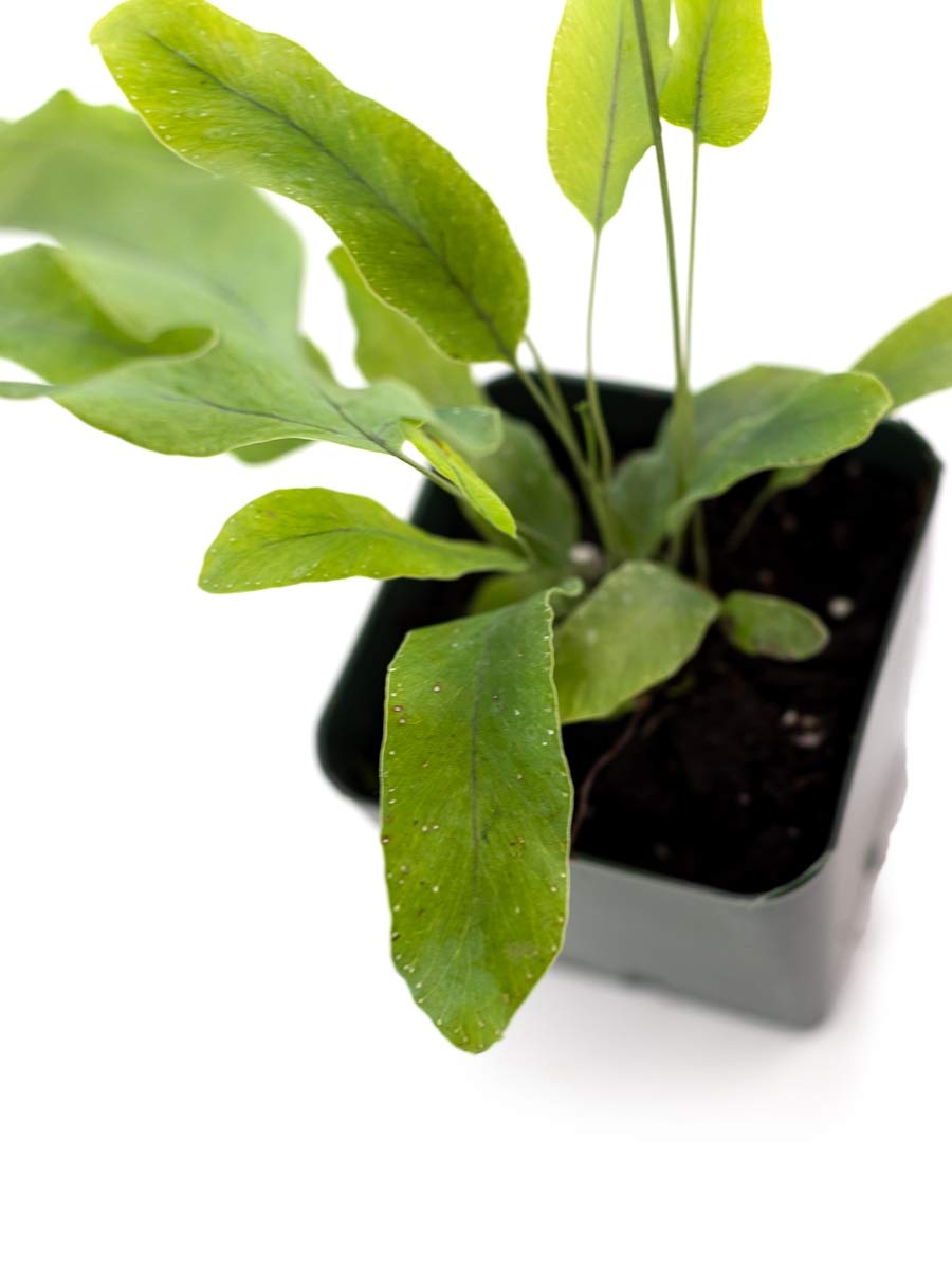 Sprig & Stone Live Mini Ferns Terrarium Plants (Blue Star)