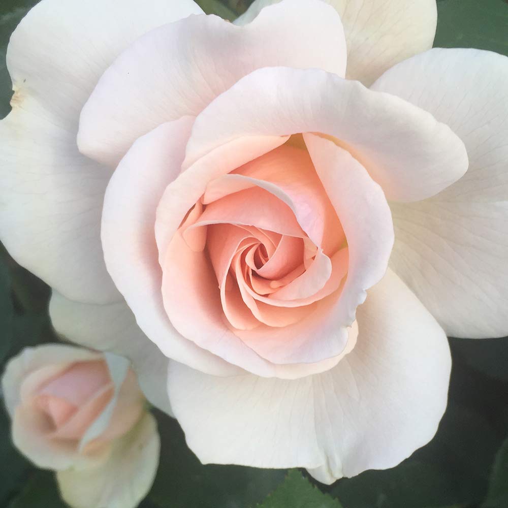 Heirloom Roses Shrub Rose Bush - Majestic™ Live Pink Plant for Outdoor Planting