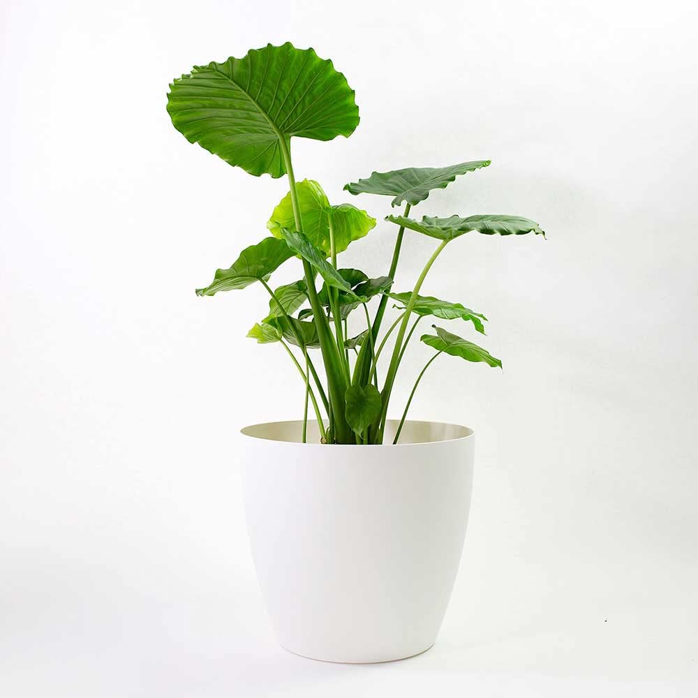 Greenline Manufacturing Memphis 18" Round Indoor Floor Planter Pot – Lightweight & Durable Plastic, Modern Design, Made in USA, Recyclable Large Plant Container for Home & Office Décor (White)