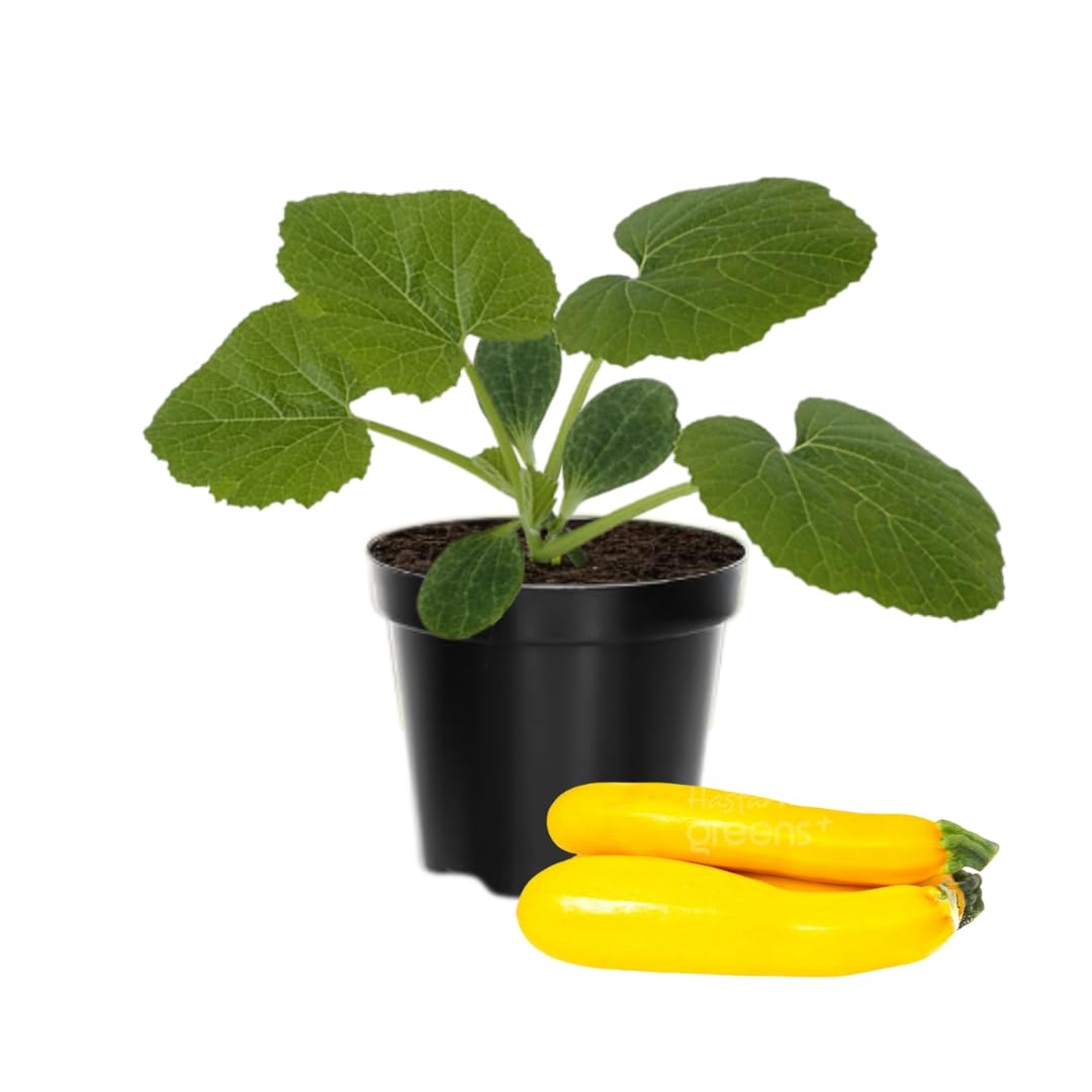 2 Yellow Zucchini Plants Live for Planting, 4 Inc Pot, Vegetable Squash Live Plant, Gardening Squash Plant Live, Yellow