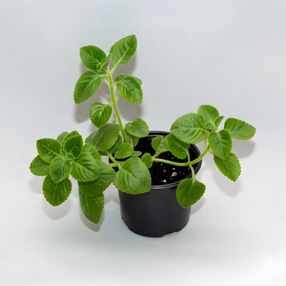 2 Swedish Ivy Plants Live House Plants, Swedish Ivy in 3.25 Inch Pot, Lush Trailing Greenery for Indoor Spaces, Desks & Window Areas, Easy to Grow