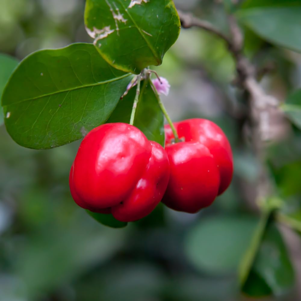 Cherry Tree Live Plant, Sweet Cherries Fruit Tree 4-8'' Tall, Tropical Fruit Trees for Planting Outdoor (Barbados Cherry Tree)