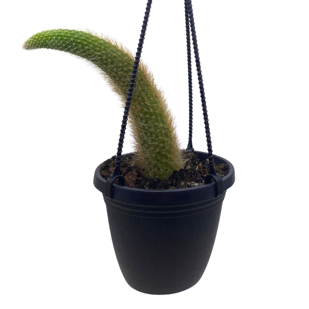 BubbleBlooms Monkey Tail Cactus in a 4 inch Hanging Basket