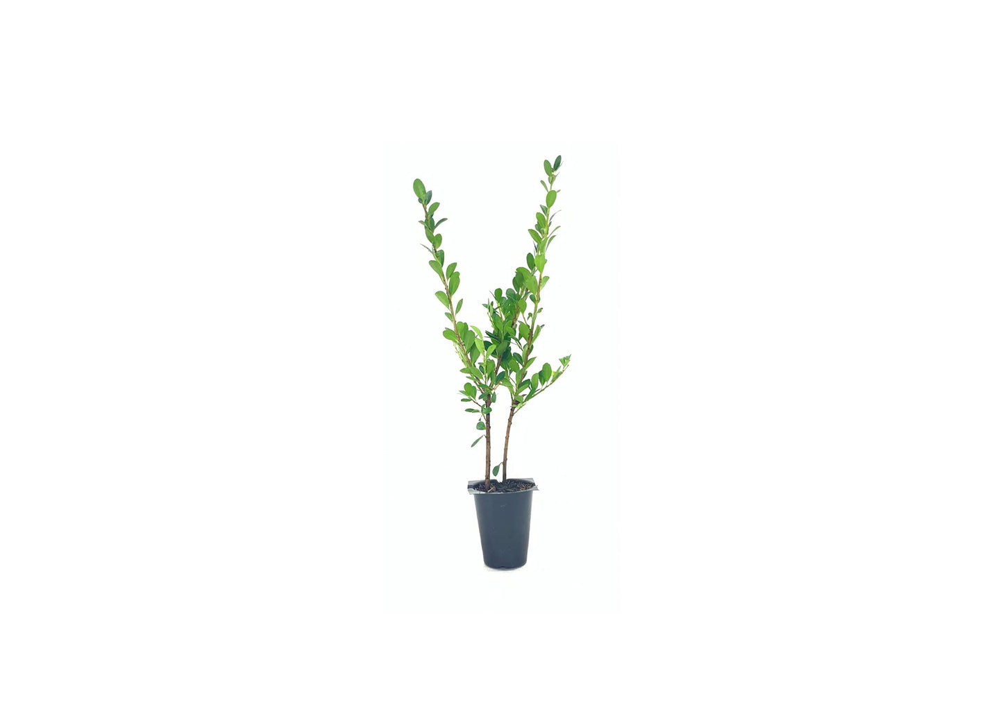 Ilex Compacta Crenata Japanese Holly | 10 Live Plants | Low Maintenance Evergreen Foundation Shrub