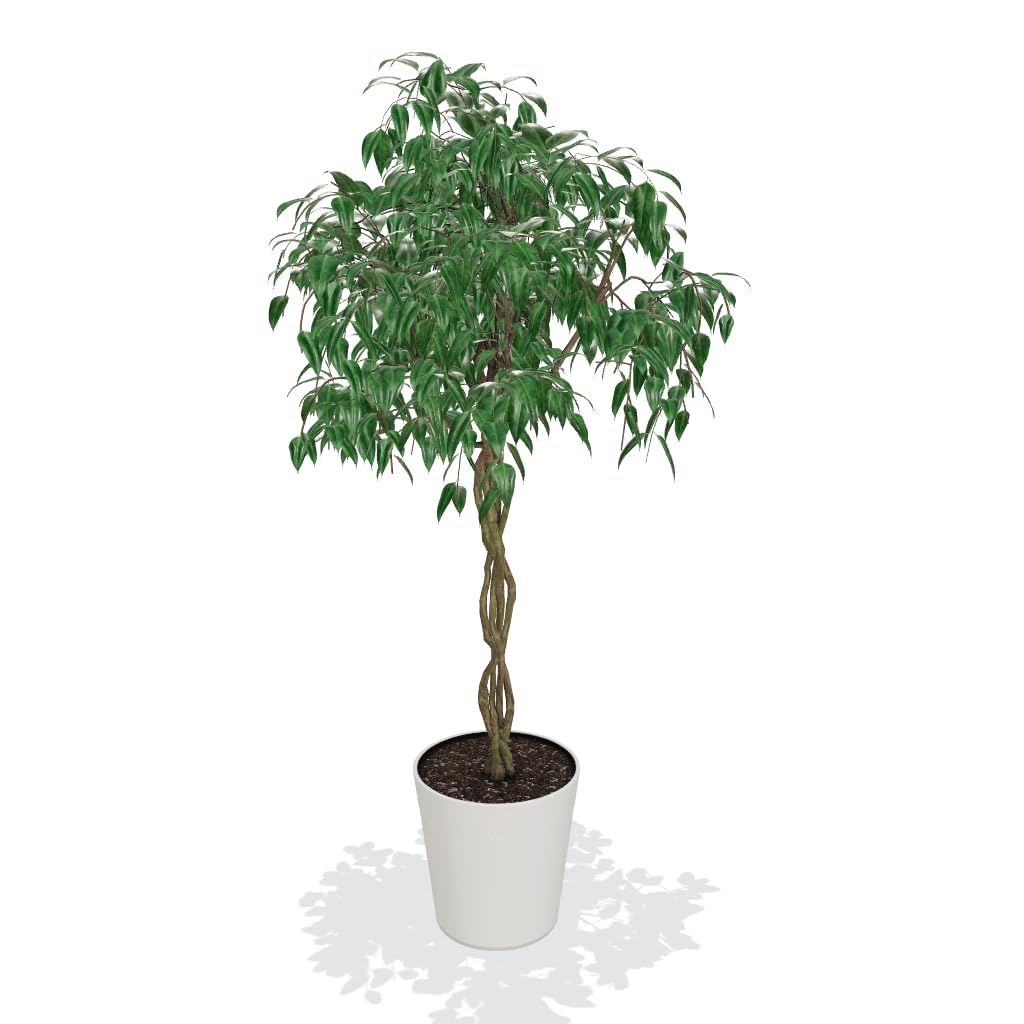 Brighter Blooms - Braided Benjamina Ficus Tree, 3-4 ft. - No Shipping to AK, AZ, HI, OR