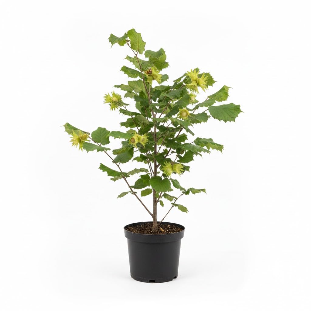 Live Hazelnut Tree 1-2 Feet Tall, 1 Year-Old Hazelnuts Tree, Edible Nut Trees for Growing Outdoor