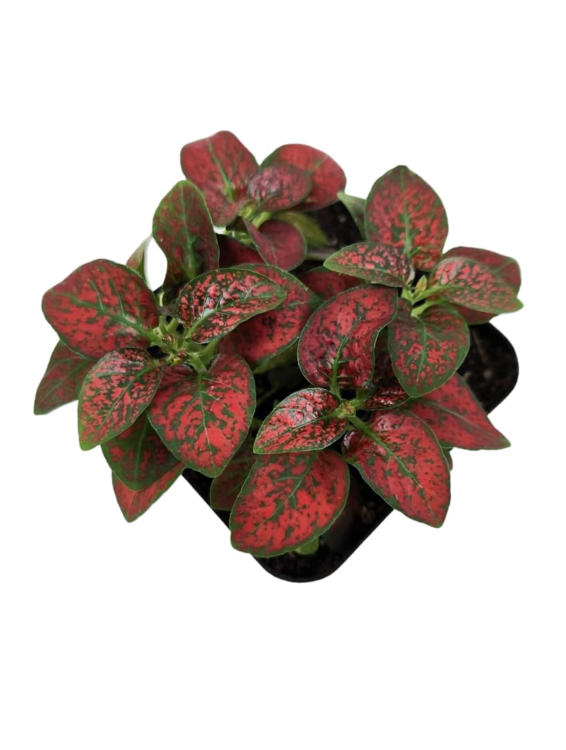 Josh's Frogs Hypoestes phyllostachy 'Red Splash'