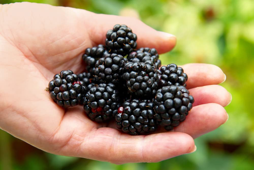 Ponca BlackBerry Plants Pack of 2 - (5-9" Tall) – Sweetest Thornless Live Berry Bushes – Cold Hardy Zones 5-9 – Self-Supporting Rubus Starter for Patio Containers or Outdoor Gardens – High Yield