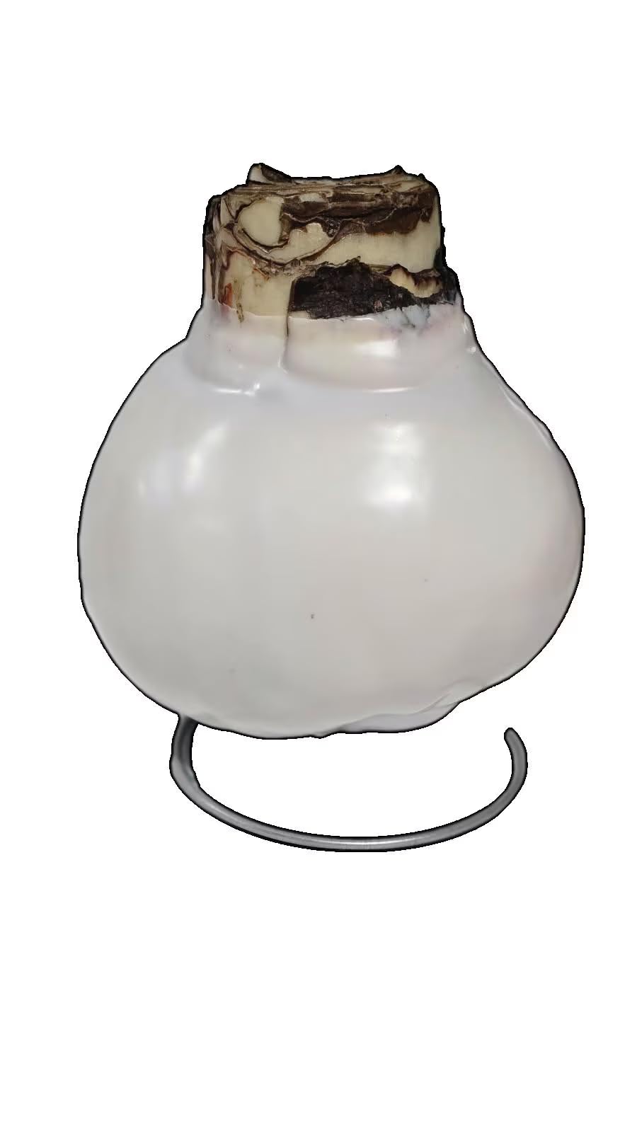 White Wax Picasso Amaryllis Bulb 32/34cm