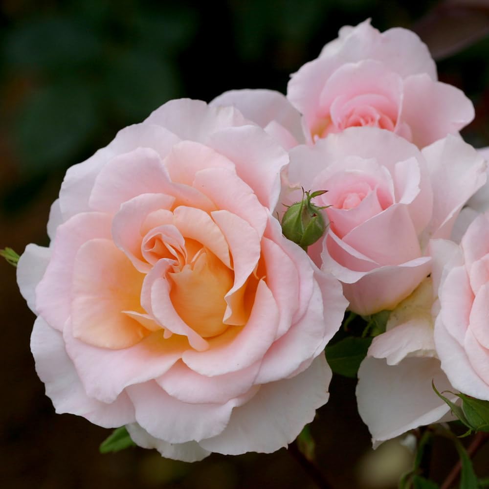 Heirloom Roses Fragrant Rose Bush - Desirée™ Live Potted Orange Rose Plant for Outdoor Planting