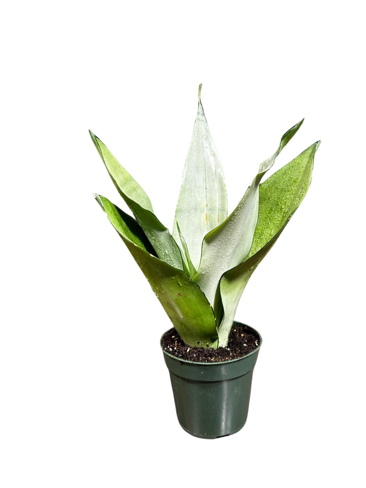 Sansevieria Moonshine in 4" Pot - Live Snake Plant - Easy to Grow Indoor Plant - Air Purifier House Plant - Office Gift