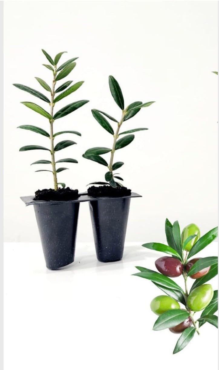 Live Plant - Arbequina Olive Tree-Olea Europea- ONE Small Rooted Plant