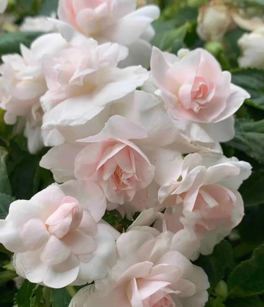 100PCS Double Camelia Flowered Mixed Color Impatiens Seeds Non-GMO Heirloom