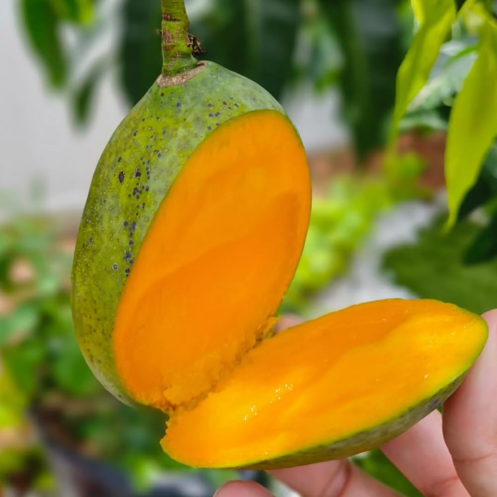 Sweet Mango Tree Live Plant, 7-11 Inch Tall, Yellow Mango Plant Live for Outdoor Planting, in Pot, Well-Rooted Tropical Fruit Tree