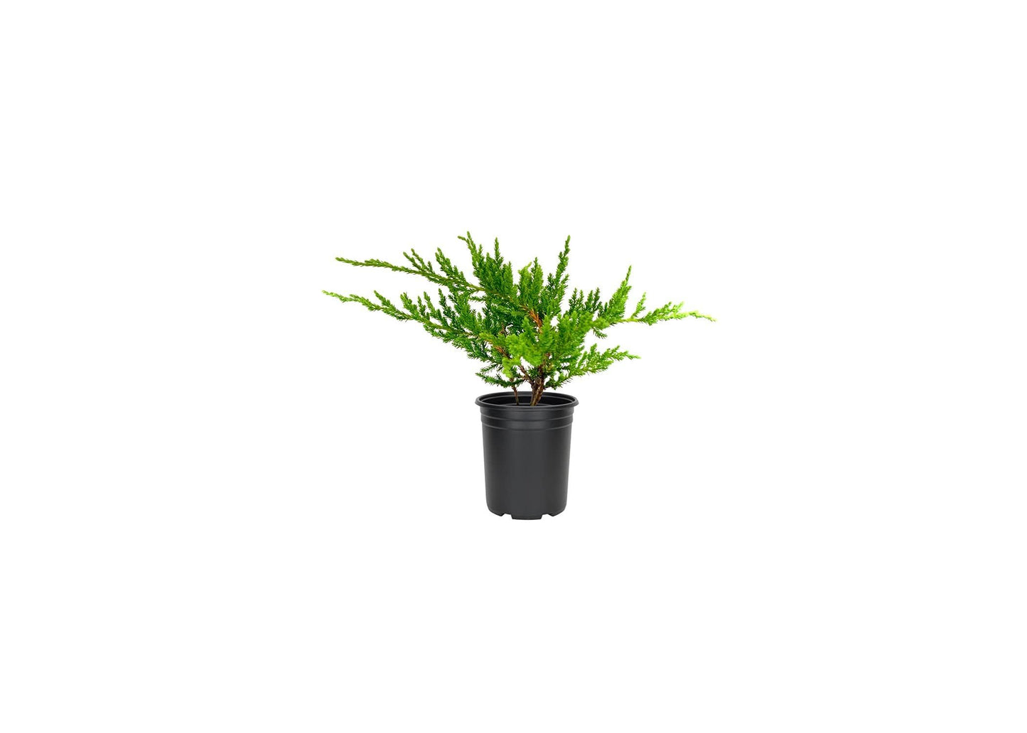 Green Sargent Juniper | 3 Live 4 Inch Pots | Juniperus Chinensis | Drought Tolerant Cold Hardy Evergreen Groundcover Plants