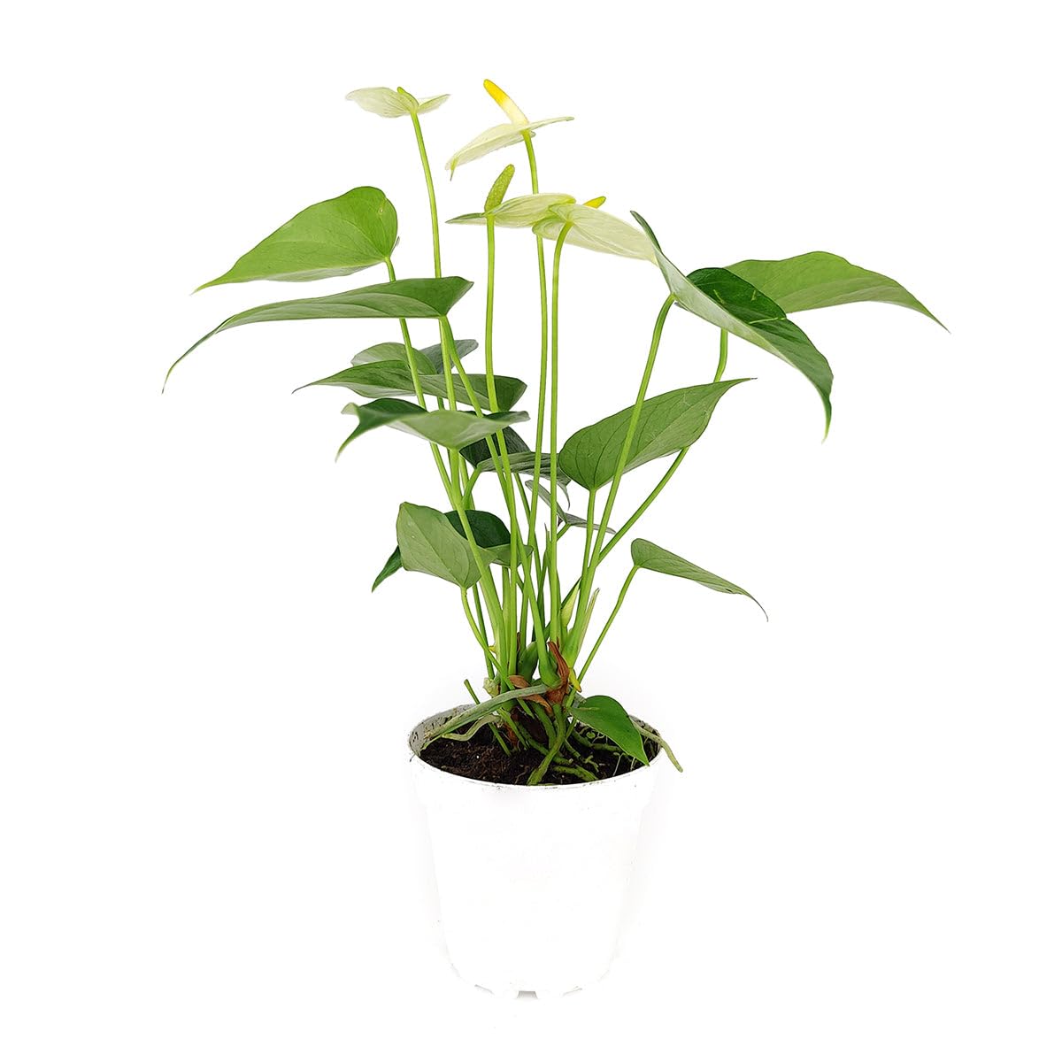 Live Indoor Flowering Houseplants, Anthurium White in 4" Grower Pot, Easy Care Houseplants