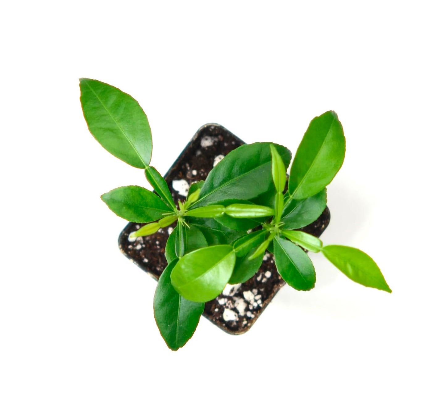 Yuzu Citrus Tree - Pot of 2 Starter Plants. Citrus Junos. 3" - 5"
