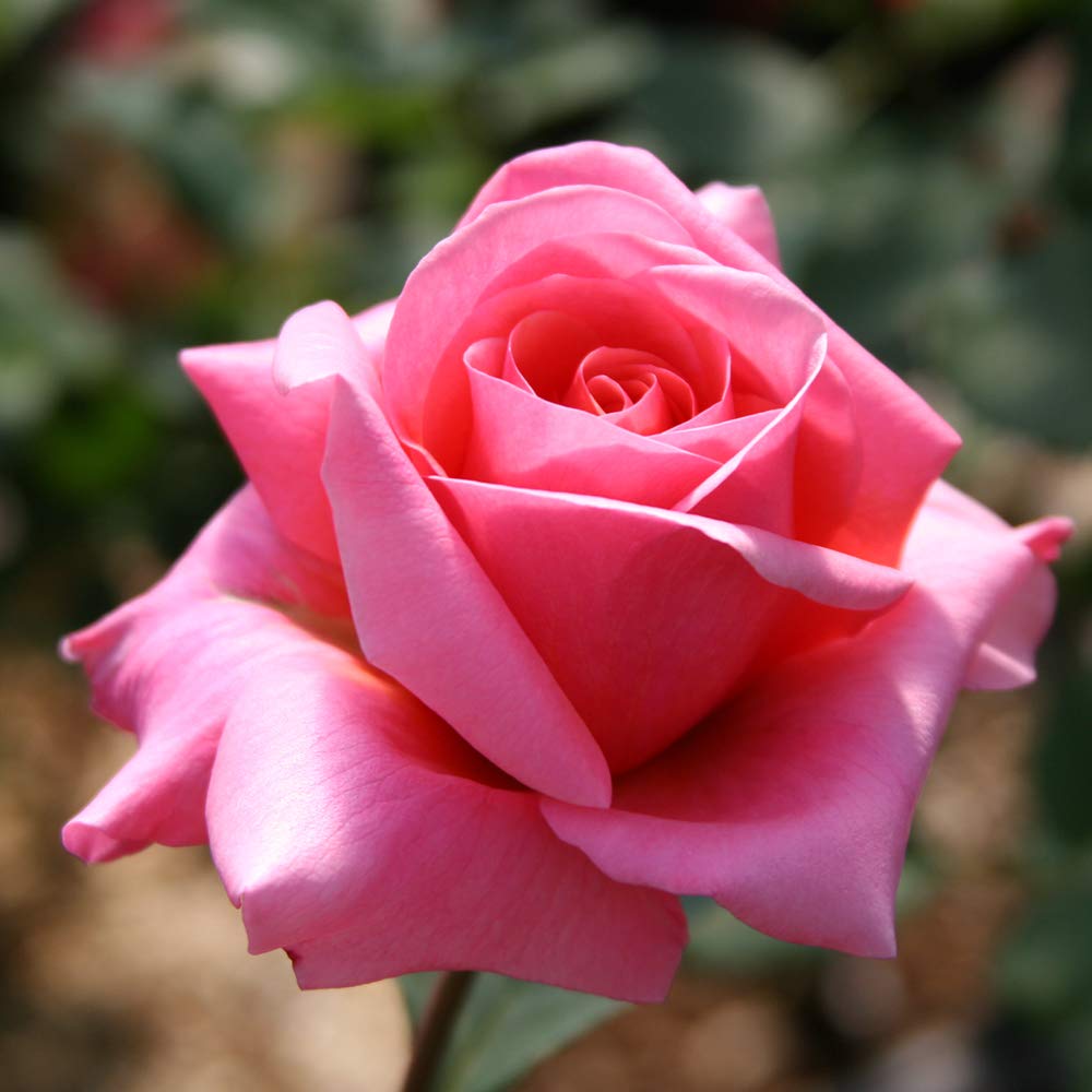 Heirloom Roses Rose Plant - Fragrant Hour Multi Rose Bush, Hybrid Tea Live Plant for Planting Outdoors