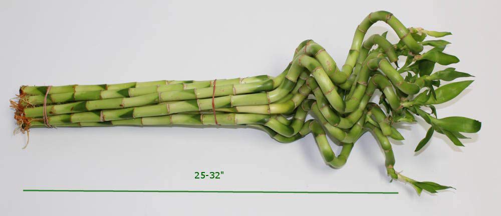 Athena's Garden B-CS28 Lucky Bamboo Corkscrew Spiral Shoots, 25-32", Green