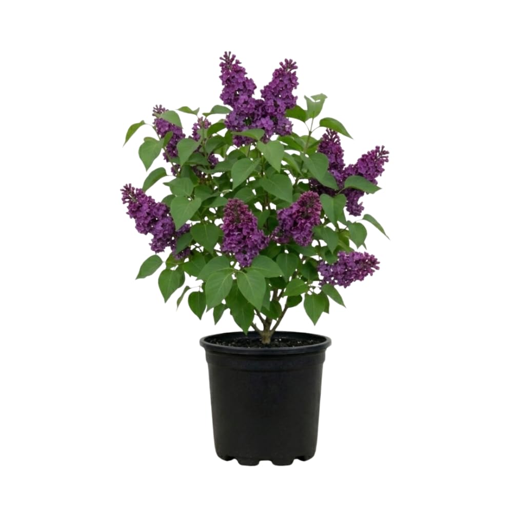 Purple Lilac Bush Tree, 1 Quart Pot Starter Plant, Cold Hardy, Low Maintenance, Fragrant Lilac Tree Ready to Plant for Outdoor Garden