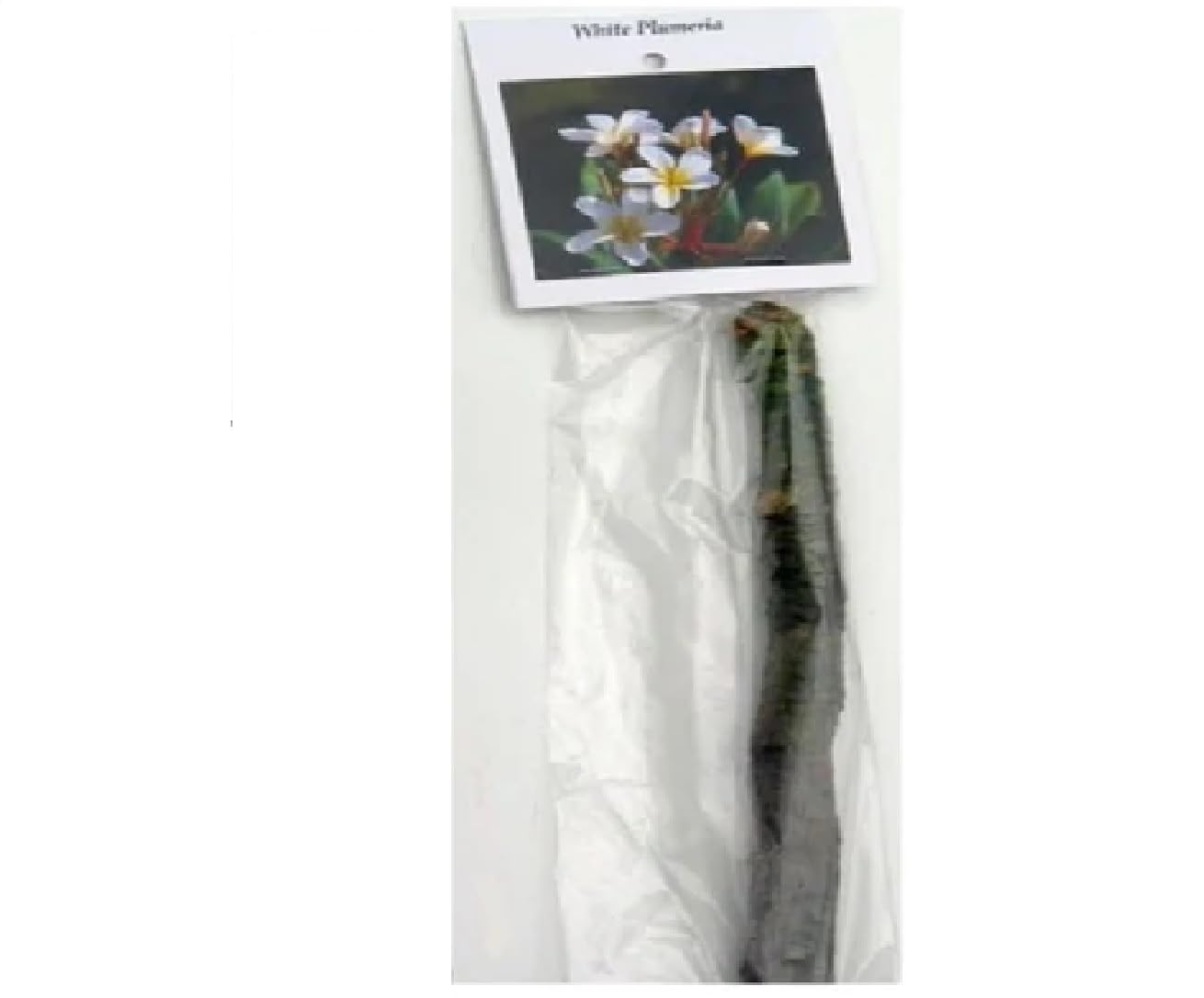 4 White Hawaiian Frangipani Plumeria Tree Plant Cuttings PT54 Discount Hawaiian Gifts