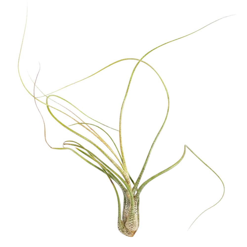 Tillandsia Butzii Air Plant (6''-8'')