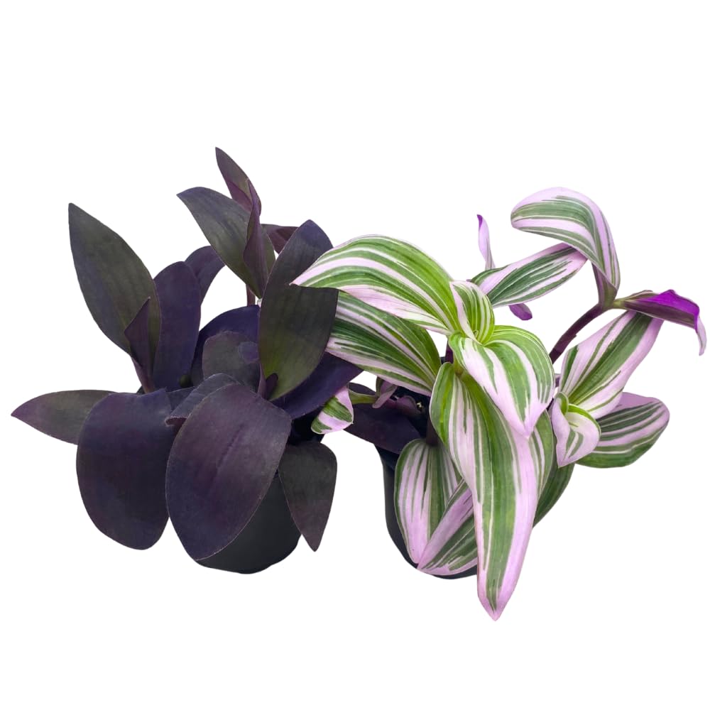BubbleBlooms Wandering Dude Assortment Tradescantia Variety Set of 2 in 4 inch pots