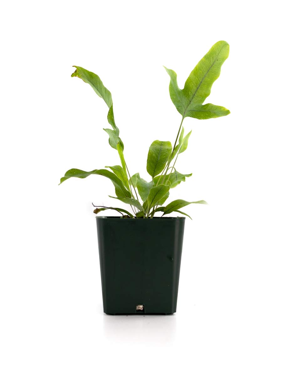 Sprig & Stone Live Mini Ferns Terrarium Plants (Blue Star)