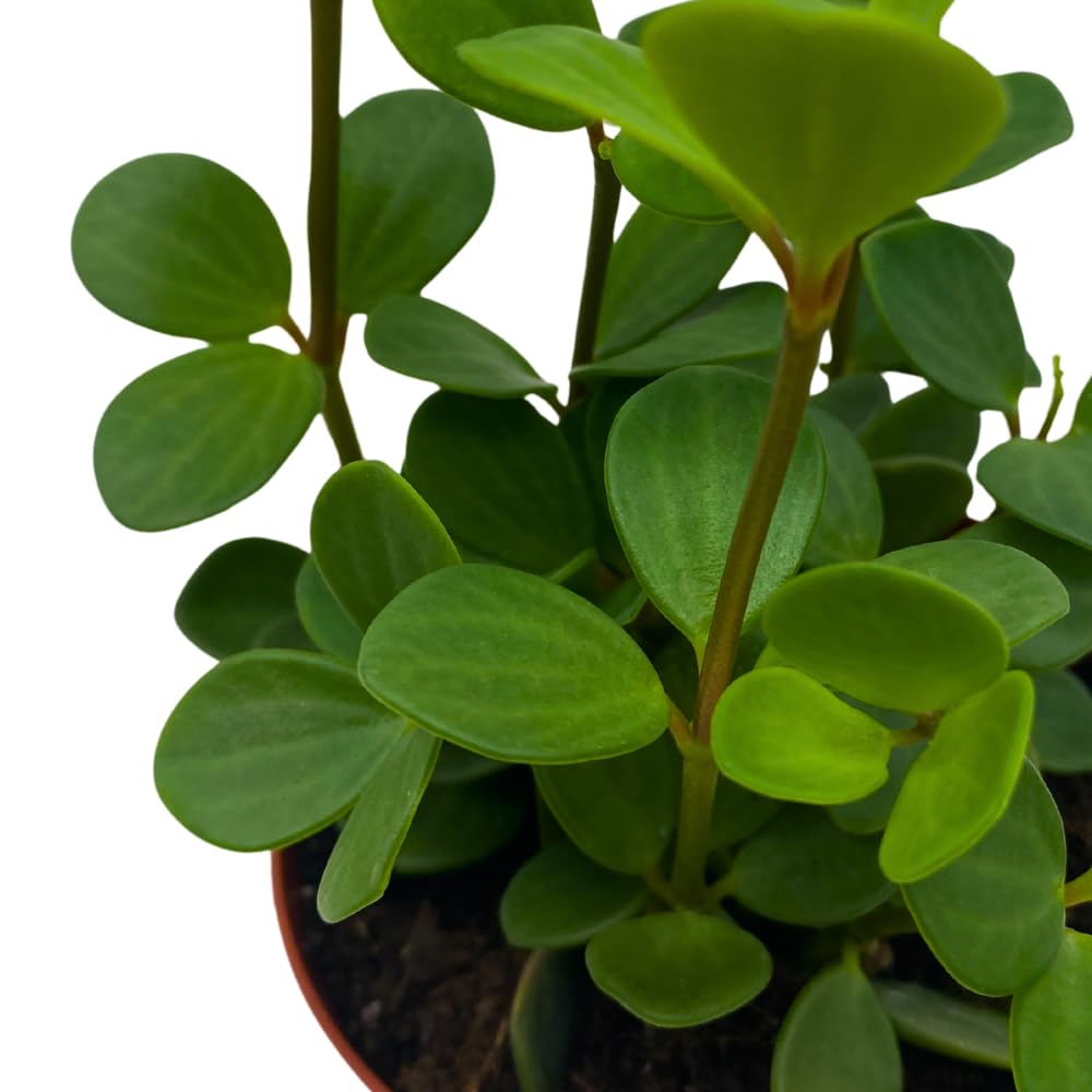 BubbleBlooms Peperomia Hope in a 4 inch Pot rotundifolia
