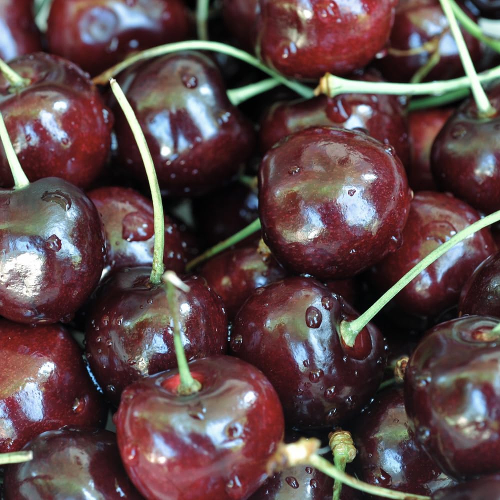 Pack 2 Black Cherry Trees Live Plants, Sweet Cherry Plant Live, Sweet Fruit Tree Plants, Wild Black Cherry Tree from 1 Feet Tall, Easy to Plant