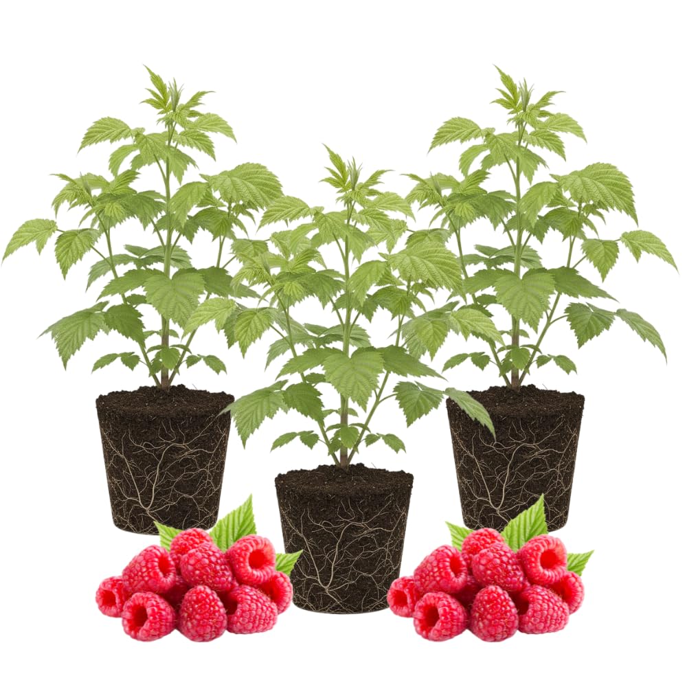 3 Raspberry Plants Live, Sweet Raspberry Bush Live Plants, Well-Rooted 5-8 Inch Height, Raspberry Shrub Outdoor, No Pot (Red Raspberry)