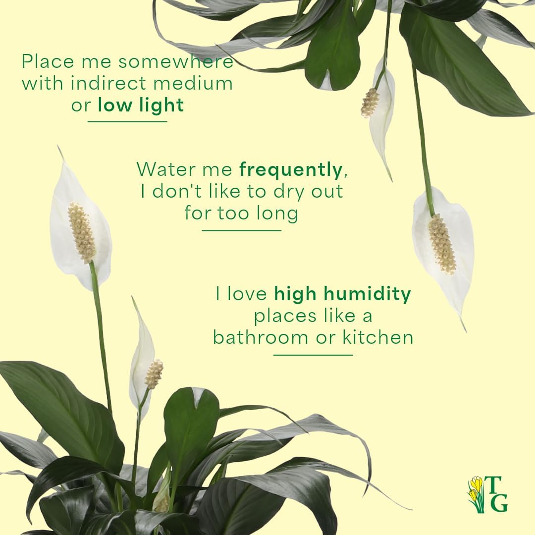 Live Peace Lily Plant, Spathyphylum, Low Light, Live Indoor Plant, 4" Diameter Pot