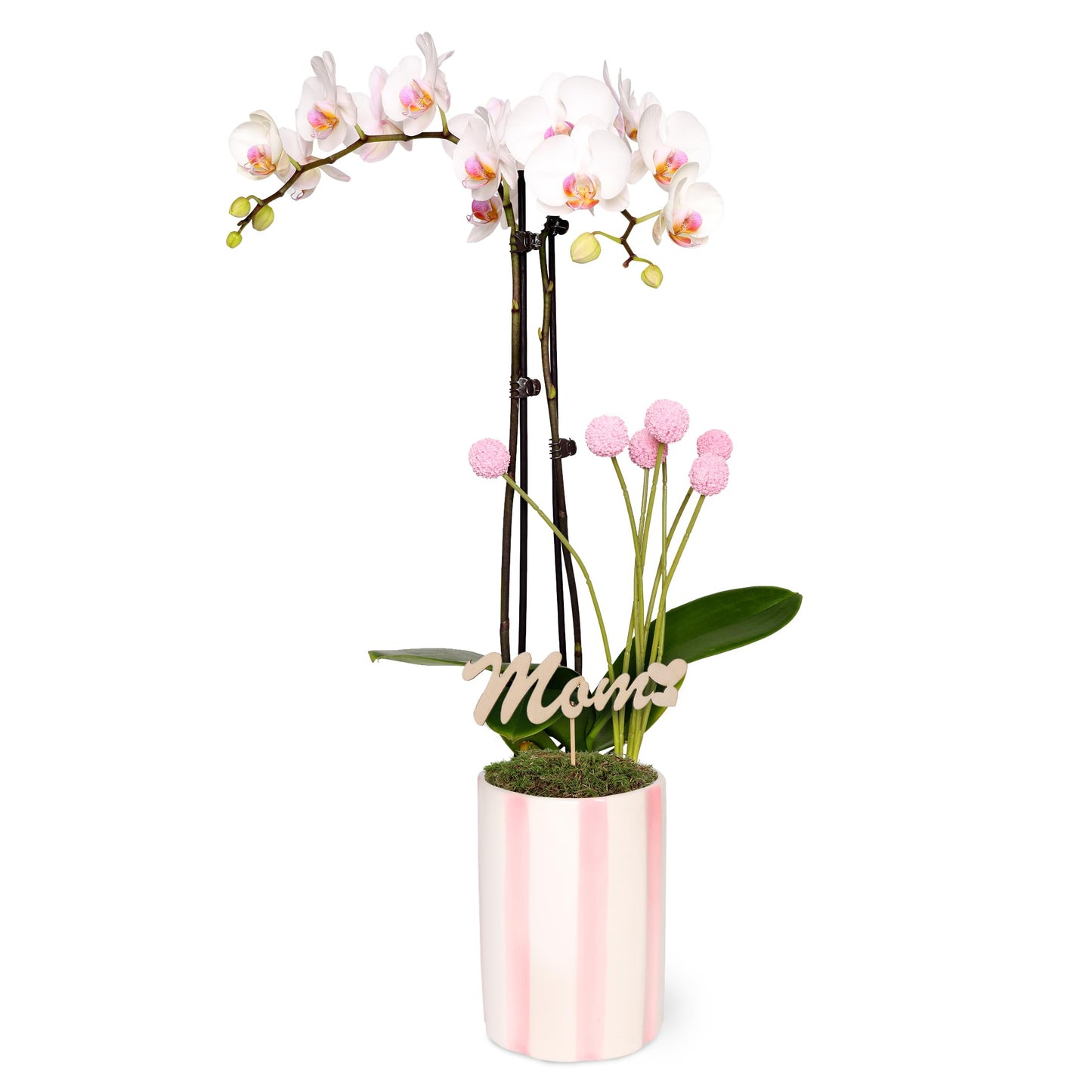 Green Circle Growers 5" White with Pink Orchid with Mom Pick and Billy Balls, Living Indoor Plants, House Plant
