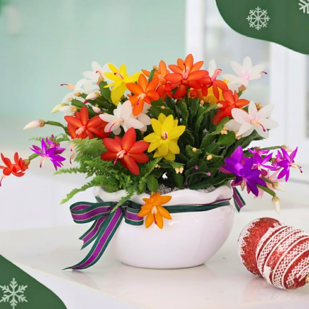4 Mixed of Easter Cactus Plants Live, Christmas Cactus, False Thanksgiving Cactus Plants Like, Cold Hardy, 5-9" in Tall, No Pot, Assorted Colors - 3