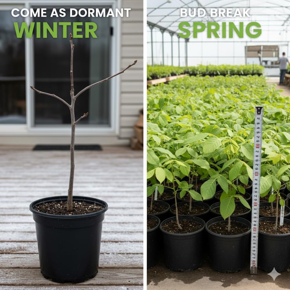 Live Black Walnut Tree, 4-Inch Potted, Cold Hardy Shade Tree for Yard or Garden, 6-12 Inch Tall