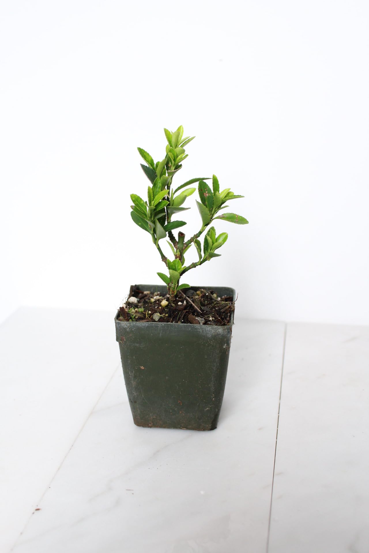 Live Bonsai Tree Starter Boxleaf Euonymus Plant, Japanese Spindle Tree, Indoor Outdoor Dwarf Shrub (Plastic Nursery Pot)