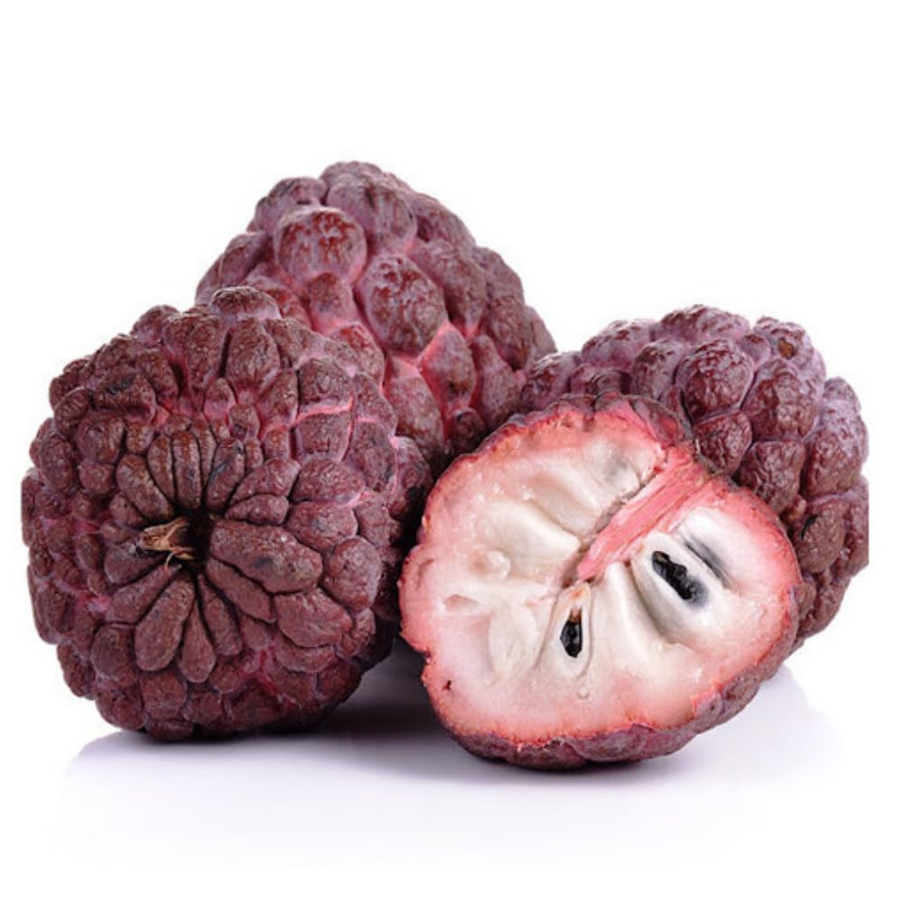Red Sugar Apple Tree, 3 Gallon Pot, 2-3 Ft Red Grafted Sugar Apple Tree Live Plant for Planting Outdoor Garden, Well Rooted, No Ship to CA