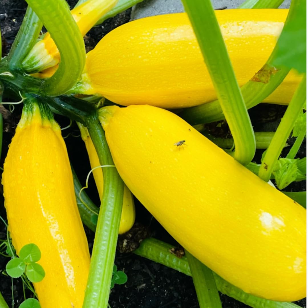 Set 4 Zucchini Plants Seedlings, 4 to 6 Inches Tall, Live Yellow Squash Zucchini Plants for Planting