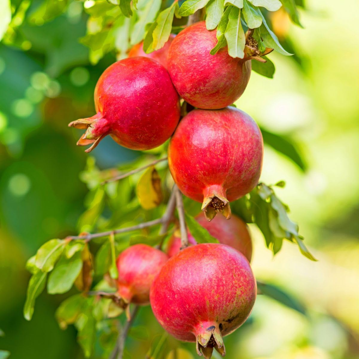 Votaniki Russian Pomegranate Tree — Live Plant 1-2 ft Tall for Garden or Backyard | Cold Hardy, Perennial & High-Yielding Edible Fruit Tree for Planting Outdoors, Easy-to-Grow (2 Pack)