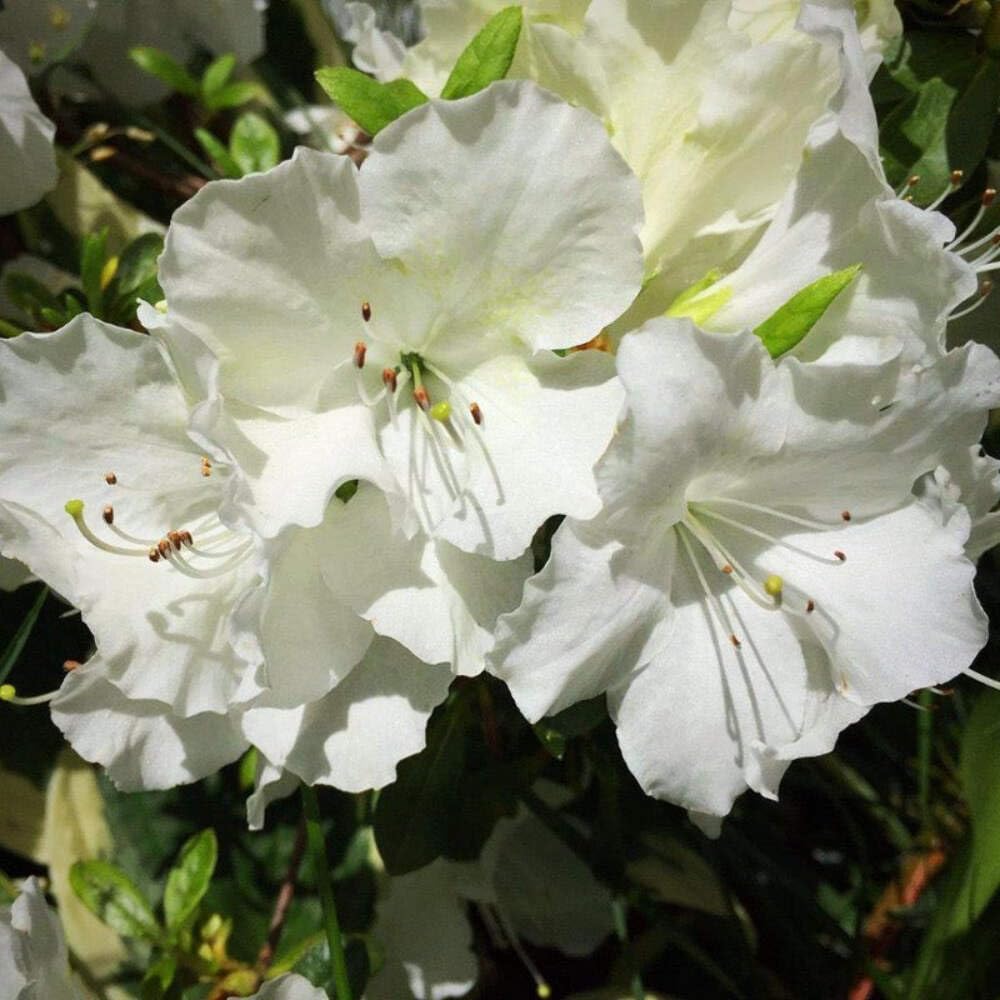 Azalea Pleasant White, 3 Gallon, Low Growing Evergreen Shrub, Part Sun, White Blooms