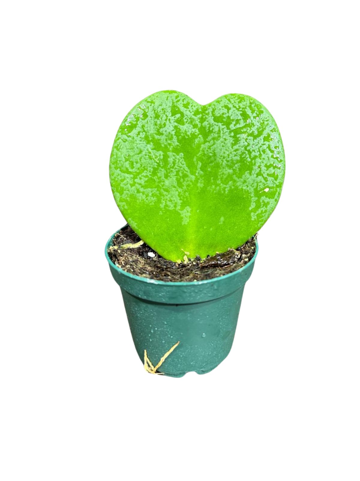 Hoya Kerrii Heart Succulent Plant in a 1.5 inch Pot, Live Indoor Low Light Air Purifying, Easy-Care House Plant
