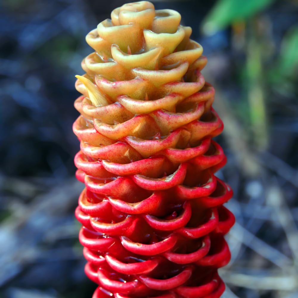 Set 5 Shampoo Ginger Roots, Awapuhi Zingiber Zerumbet Rhizomes, Pinecone Ginger Lily Flowers for Outdoor Growing