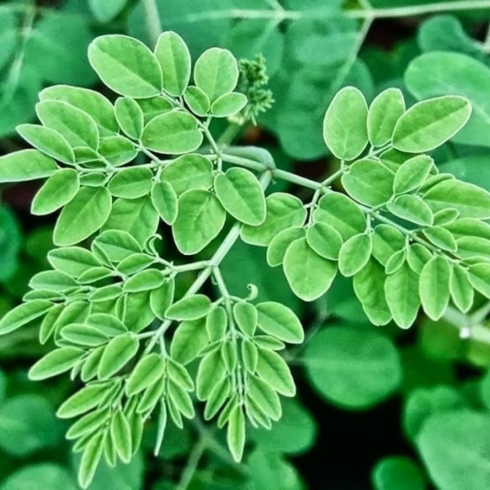 2 Moringa Tree Plants, Oleifera Moringa Drumstick Tree Starter Plants, Fast Growing Live Plant for Home Garden, 5-8 Inch Tall, 2 Plants Per Pot