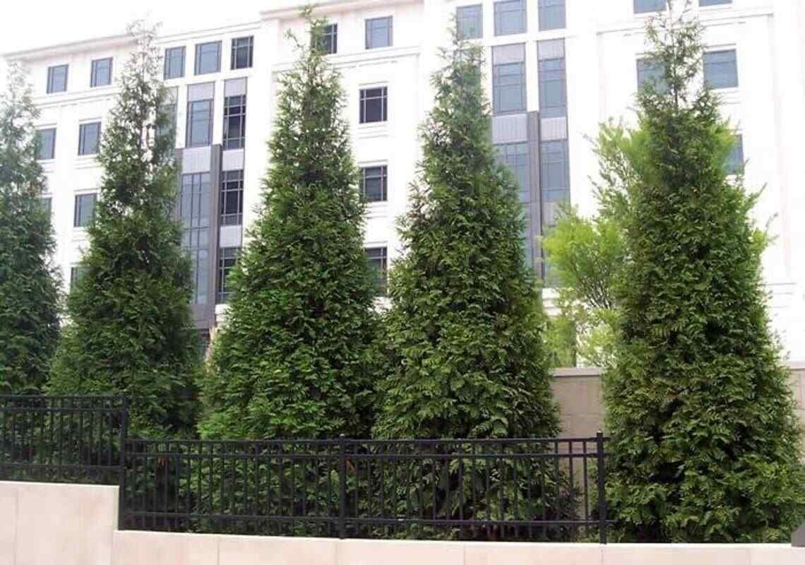 50 Thuja Green Giant Arborvitae Trees/Shrubs - 6-12" Tall Live Plants - Fast Growing Privacy Evergreen Hedges/Bushes - 2.5" Pots - (50 Pack)