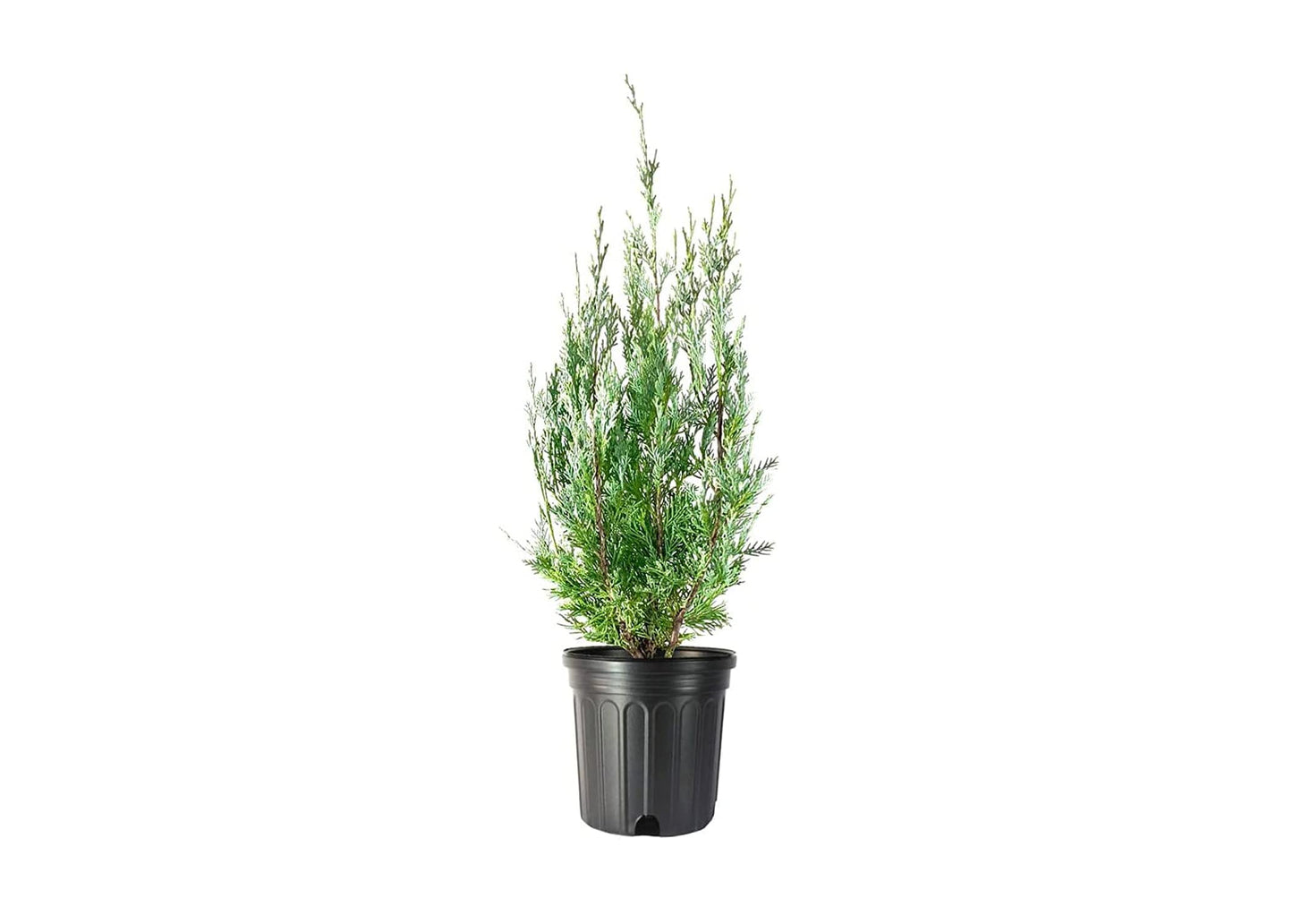 Wichita Blue Juniper | 1 Live Gallon Size Tree | Juniperus Scopulorum | Evergreen Screening Hedging Plant
