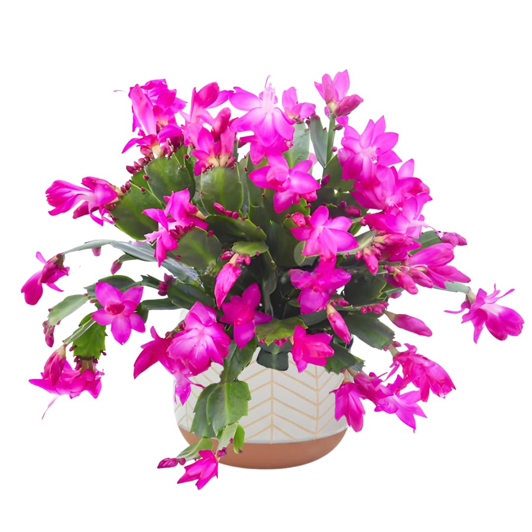 Christmas Cactus Plants Live, Thanksgiving Cactus Easter Cactus Like, 4-8 Inc Tall, Cold Hardy, Holiday Cactus for Indoor Outdoor Planting, Starter Size (Pink)
