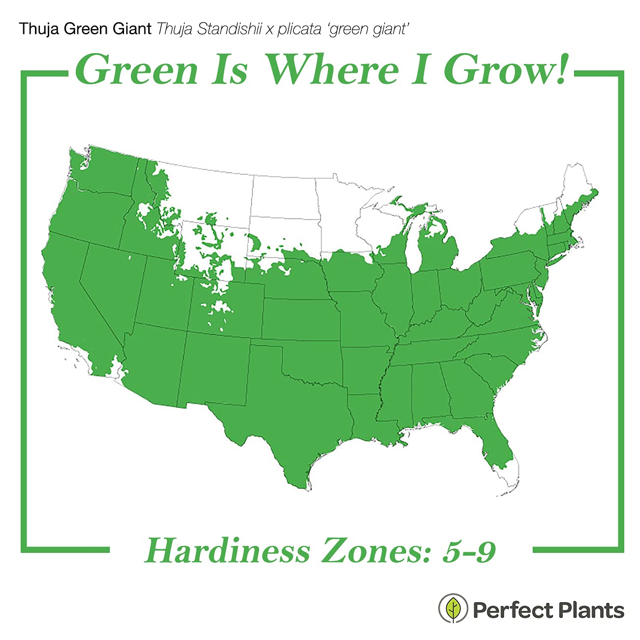 Perfect Plants Thuja Green Giant 2ft. Tall 8-Pack | Privacy Evergreen Arborvitae | Adaptable Lush Green Foliage