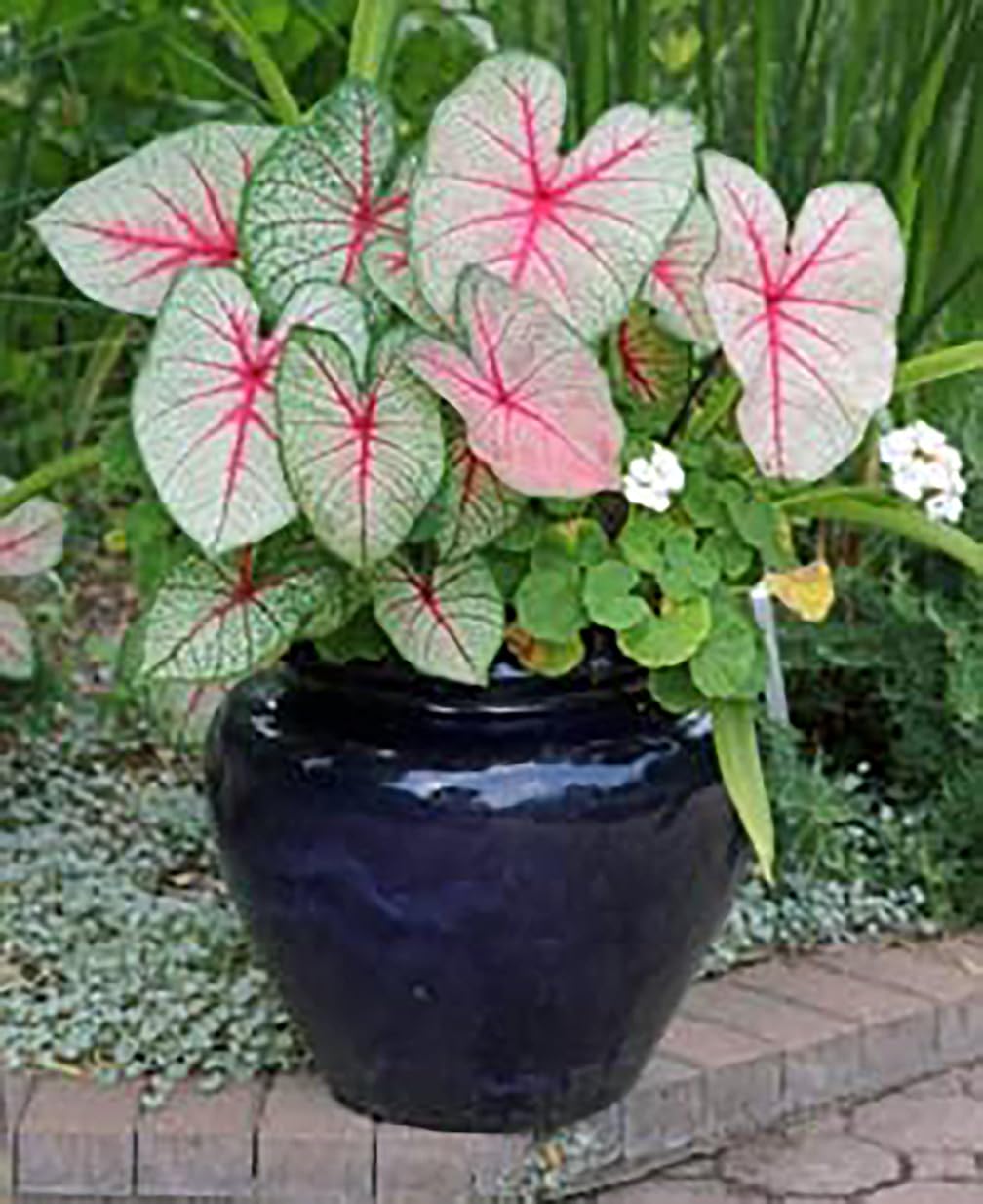 Fire Chief Caladium Bulbs - 3 Large Size Bulbs - Striking Red Foliage - Hardy in Zones 9-11 - Ideal for Gardens and Containers