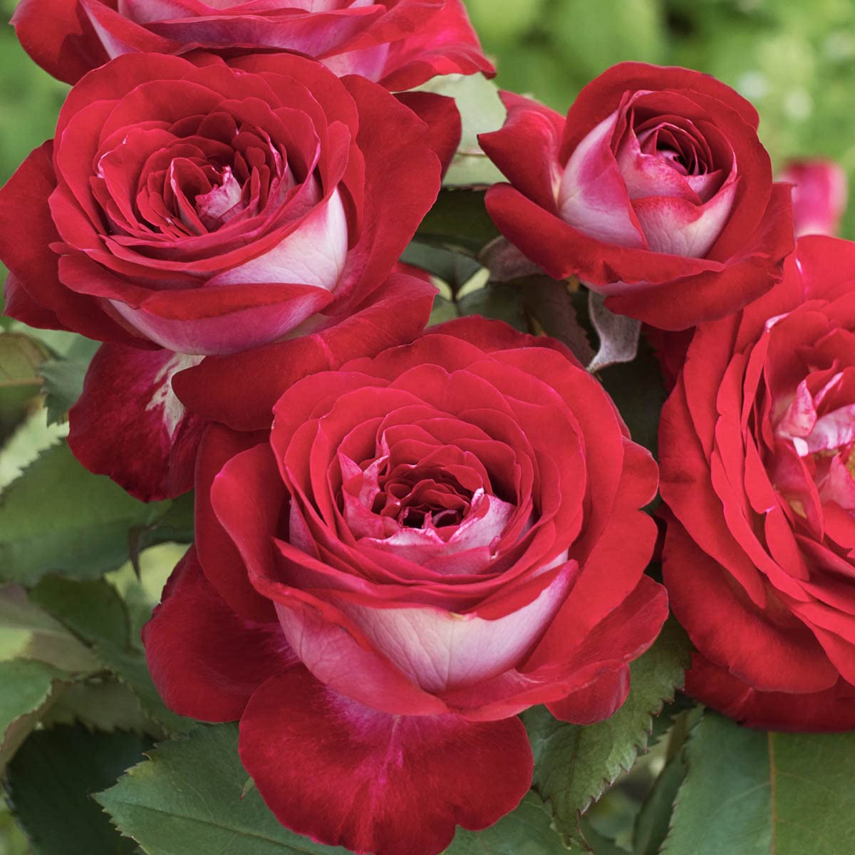 BRECK'S - Love at First Sight Dormant Bare Root Hybrid Tea Rose, Includes one Plant per Order